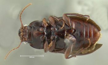 Media type: image;   Entomology 614255 Aspect: habitus ventral view